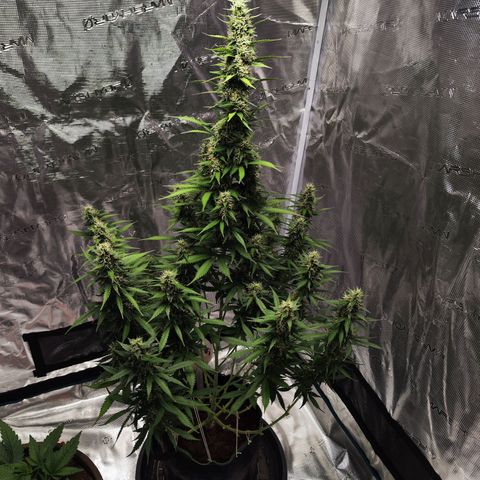 🦍 Gorilla Cookies 🍪 Auto  growlog timeline photo