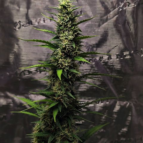 🦍 Gorilla Cookies 🍪 Auto  growlog timeline photo