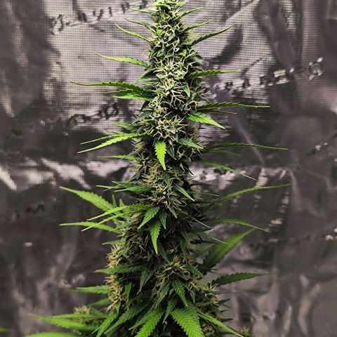 🦍 Gorilla Cookies 🍪 Auto  growlog timeline photo