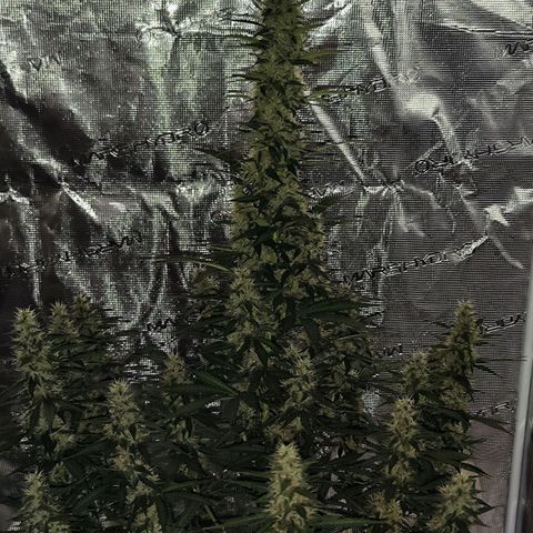 🦍 Gorilla Cookies 🍪 Auto  growlog timeline photo
