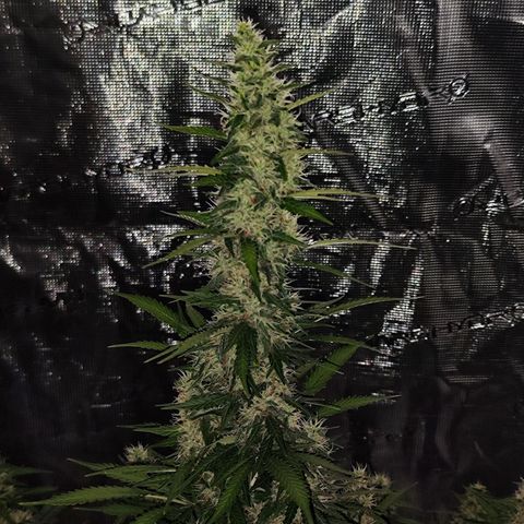 🦍 Gorilla Cookies 🍪 Auto  growlog timeline photo