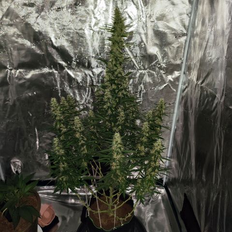 🦍 Gorilla Cookies 🍪 Auto  growlog timeline photo