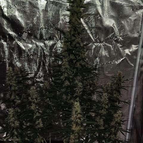 🦍 Gorilla Cookies 🍪 Auto  growlog timeline photo