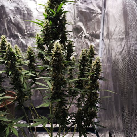 🦍 Gorilla Cookies 🍪 Auto  growlog timeline photo