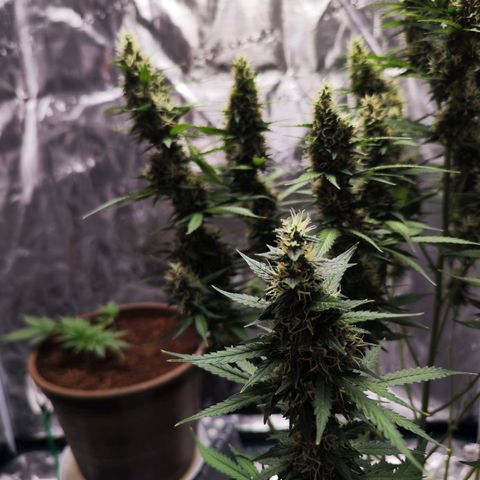 🦍 Gorilla Cookies 🍪 Auto  growlog timeline photo