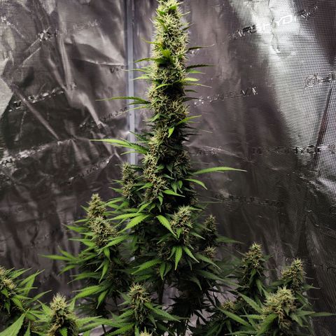 🦍 Gorilla Cookies 🍪 Auto  growlog timeline photo