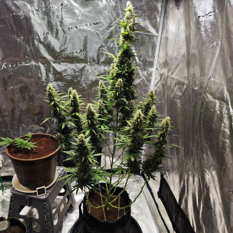 🦍 Gorilla Cookies 🍪 Auto  growlog timeline photo
