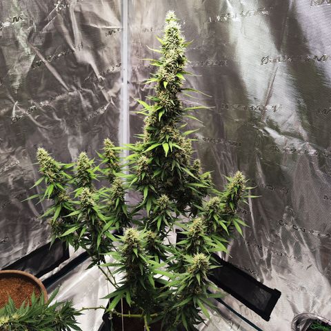 🦍 Gorilla Cookies 🍪 Auto  growlog timeline photo