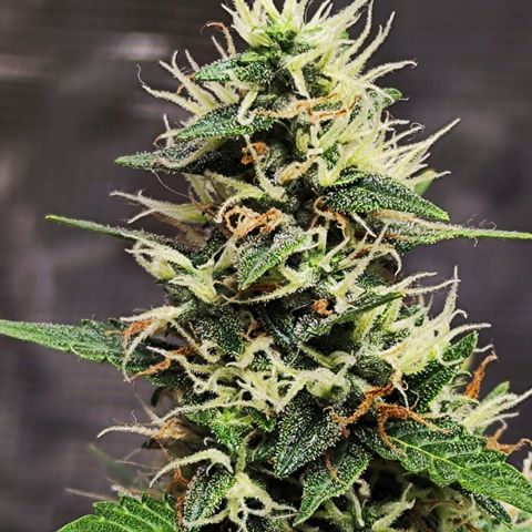 🦍 Gorilla Cookies 🍪 Auto  growlog timeline photo