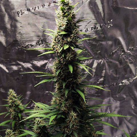 🦍 Gorilla Cookies 🍪 Auto  growlog timeline photo