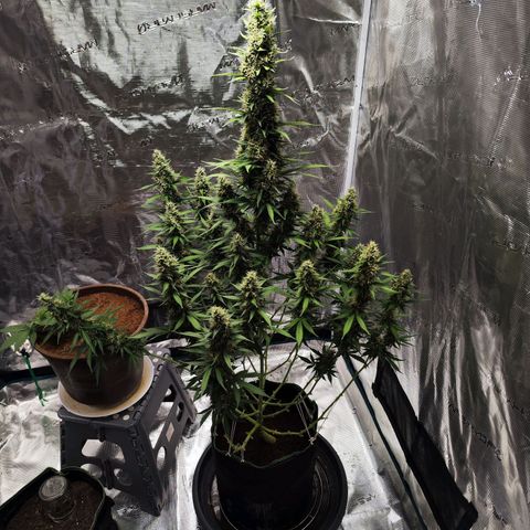 🦍 Gorilla Cookies 🍪 Auto  growlog timeline photo