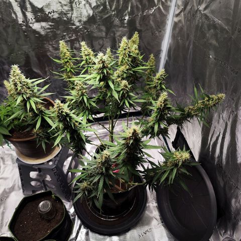 🦍 Gorilla Cookies 🍪 Auto  growlog timeline photo