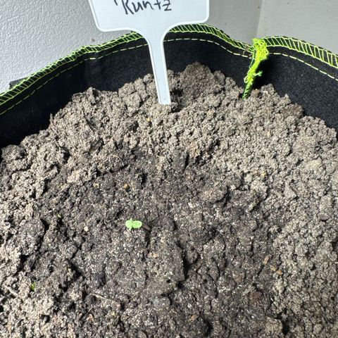 Pink Runtz Auto growlog timeline photo