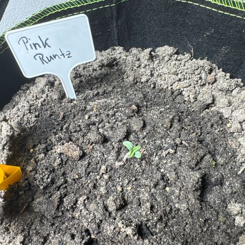 Pink Runtz Auto growlog timeline photo
