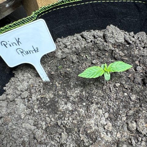 Pink Runtz Auto growlog timeline photo