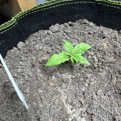 Pink Runtz Auto growlog timeline photo