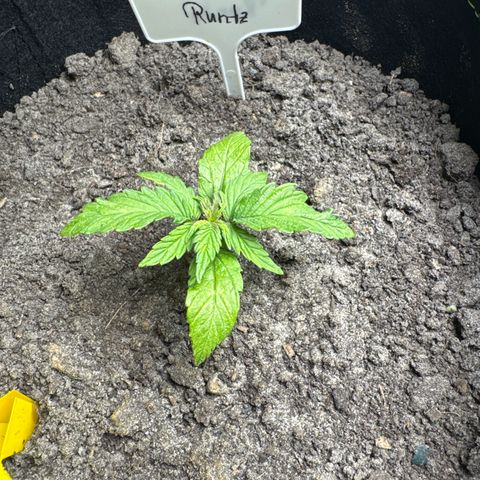 Pink Runtz Auto growlog timeline photo