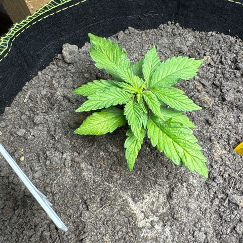 Pink Runtz Auto growlog timeline photo