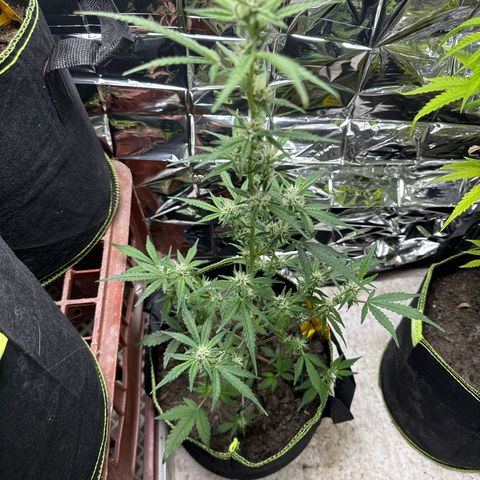 Pink Runtz Auto growlog timeline photo
