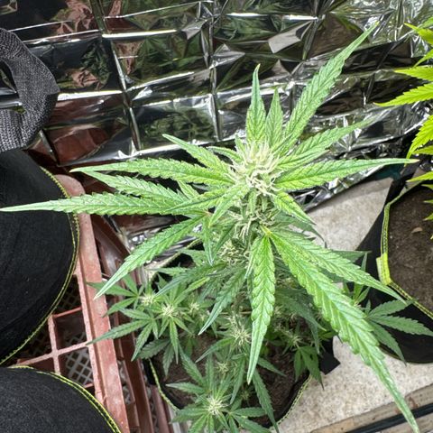 Pink Runtz Auto growlog timeline photo