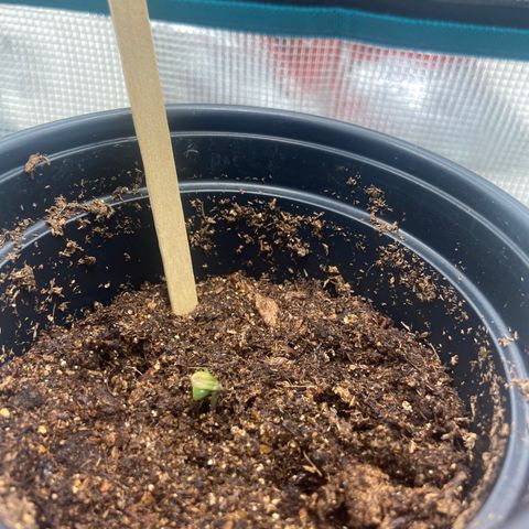 Green Crack growlog timeline photo