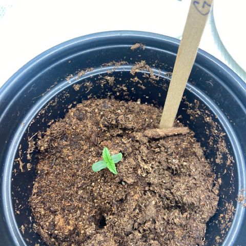 Green Crack growlog photo: Watered