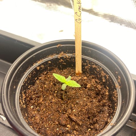 Green Crack growlog timeline photo