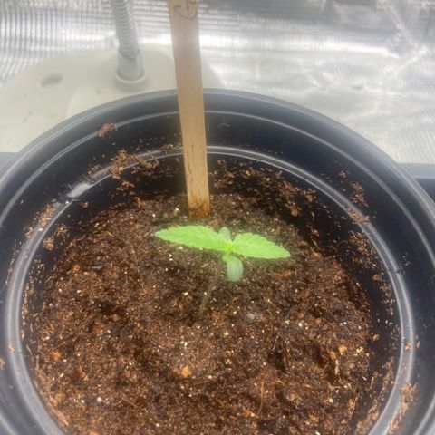 Green Crack growlog timeline photo
