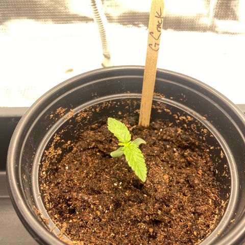 Green Crack growlog timeline photo