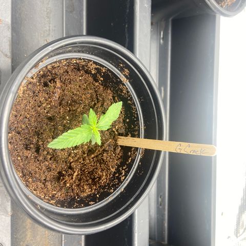 Green Crack growlog timeline photo