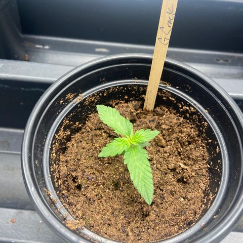 Green Crack growlog timeline photo