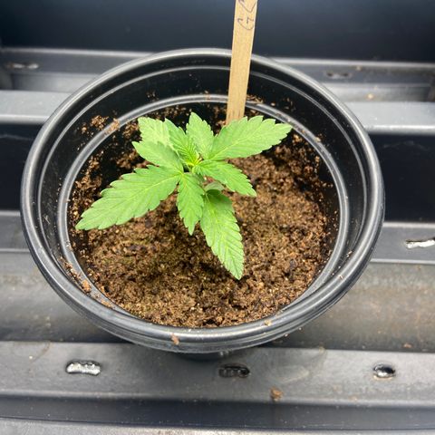 Green Crack growlog timeline photo