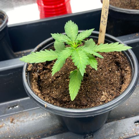 Green Crack growlog timeline photo