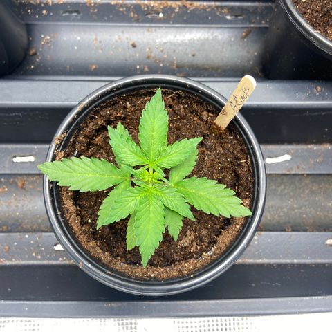 Green Crack growlog timeline photo