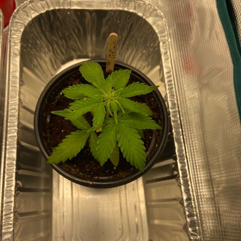 Green Crack growlog timeline photo