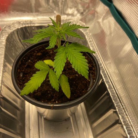 Green Crack growlog timeline photo