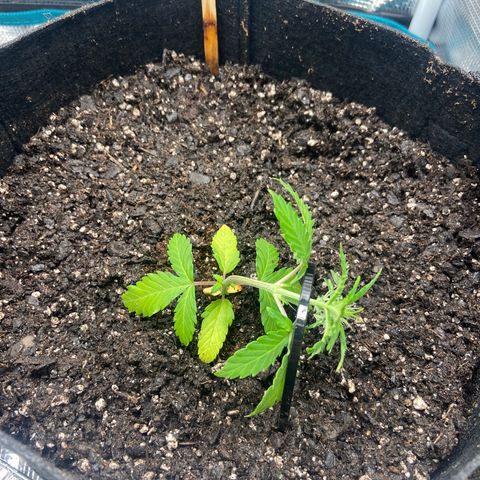 Green Crack growlog timeline photo
