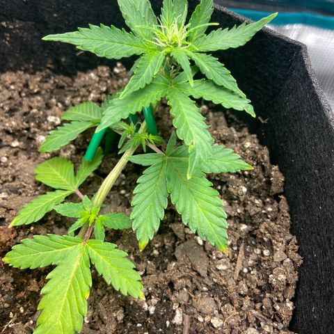 Green Crack growlog timeline photo
