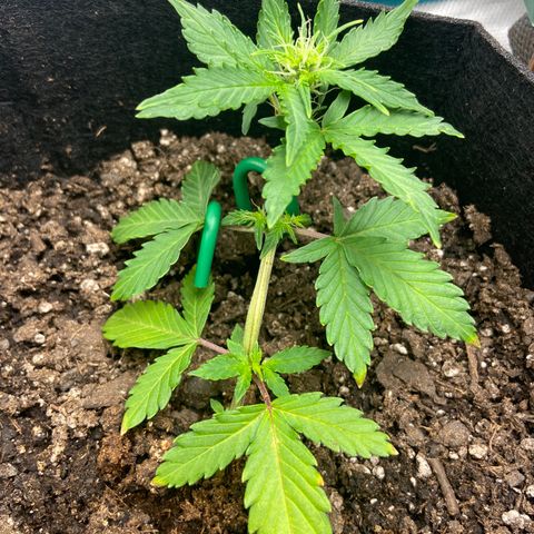 Green Crack growlog timeline photo
