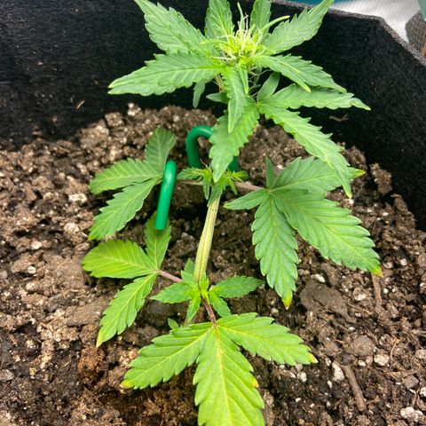 Green Crack growlog timeline photo