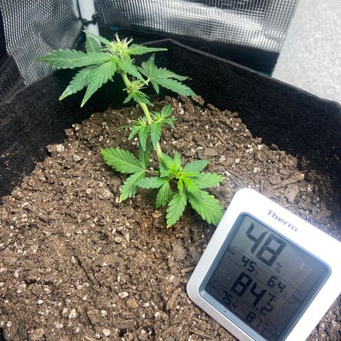 Green Crack growlog timeline photo