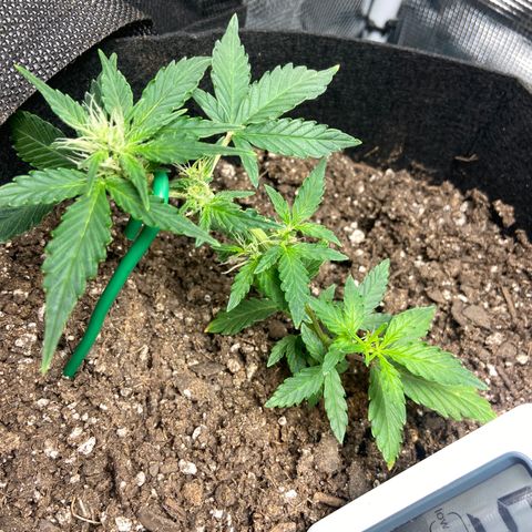 Green Crack growlog timeline photo