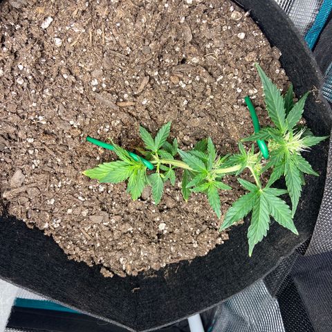 Green Crack growlog timeline photo