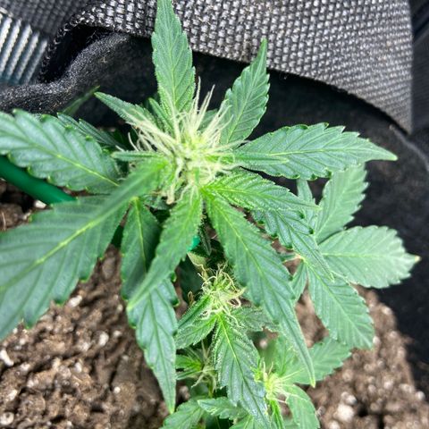 Green Crack growlog timeline photo
