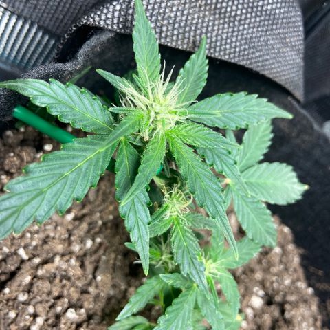 Green Crack growlog timeline photo
