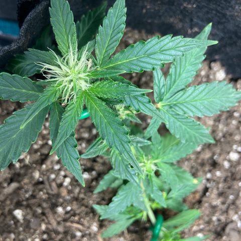 Green Crack growlog timeline photo