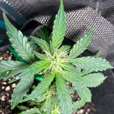 Green Crack growlog timeline photo