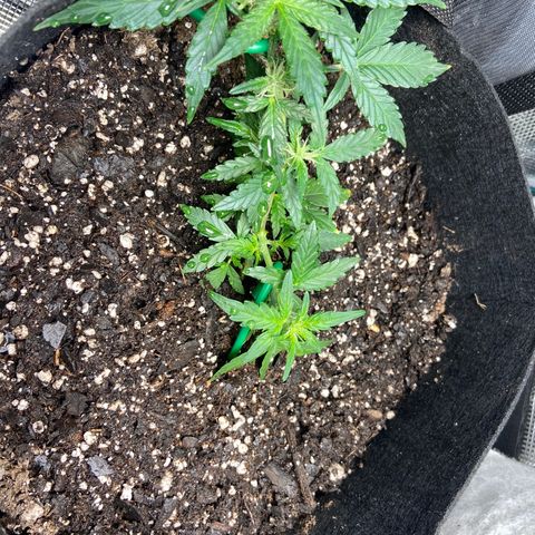 Green Crack growlog timeline photo