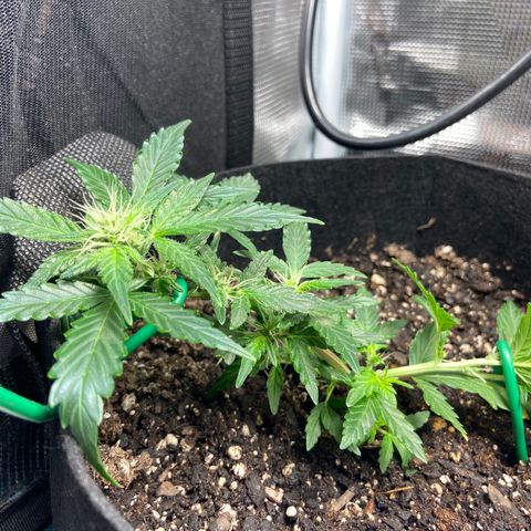 Green Crack growlog timeline photo
