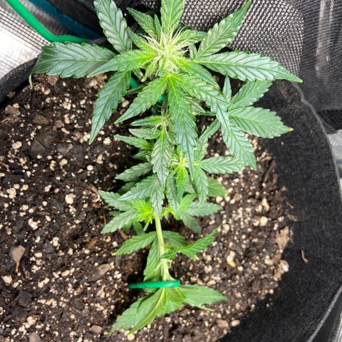 Green Crack growlog timeline photo